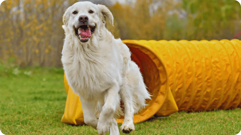 experimental study on dog training
