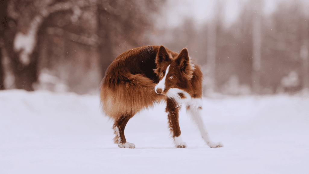 fractured tail