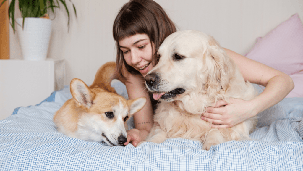 hormone imbalances in pets