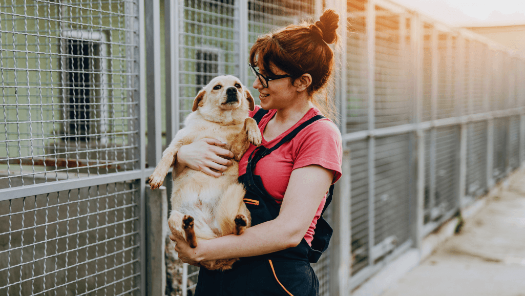 hound dog adoption