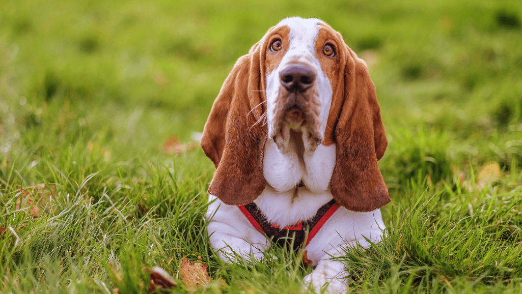 hound dog health
