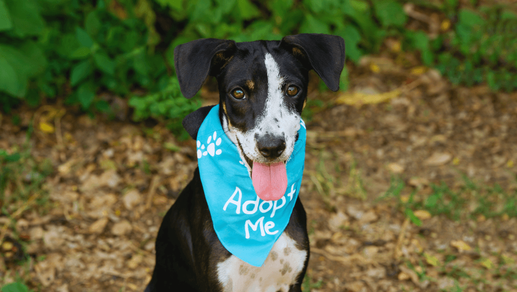 Hound Dogs For Adoption: Find Your Loyal Companion 1 hound dogs for adoption