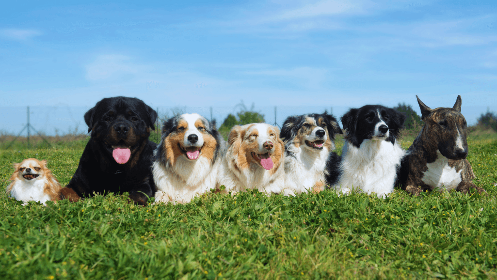 hyperallergenic dogs