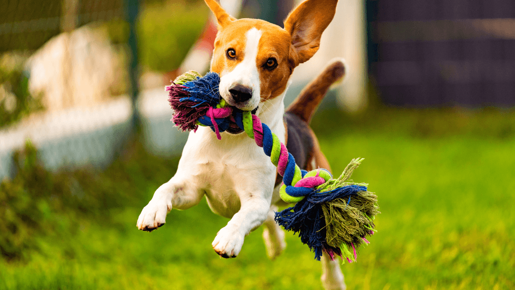interactive dog toys