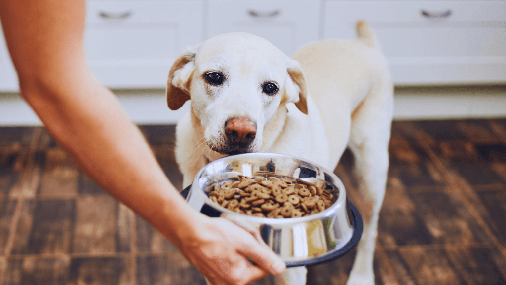 joint-friendly dog food for senior dogs