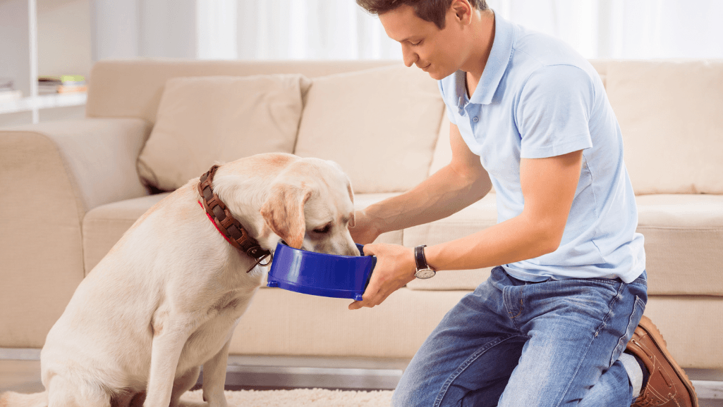 labrador feeding frequency