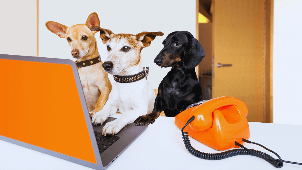 managing CHF in dogs