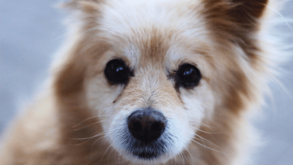 medium hypoallergenic dogs
