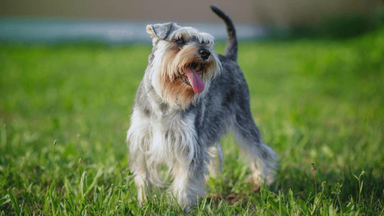 Miniature Hypoallergenic Dogs: Best Breeds & Care 56 miniature hypoallergenic dogs