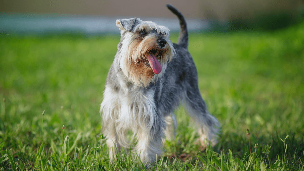 Miniature Hypoallergenic Dogs: Best Breeds & Care 1 miniature hypoallergenic dogs