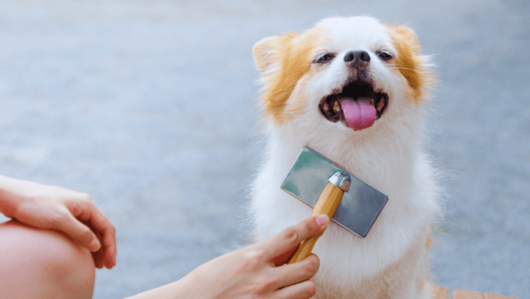 Mobile Pet Grooming Services Near You | Book Now 1 mobile pet grooming