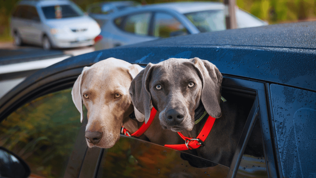 monitoring CHF in dogs