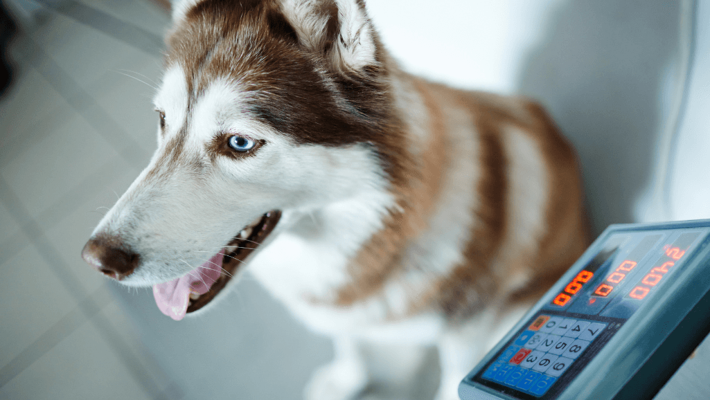 monitoring dog weight loss progress