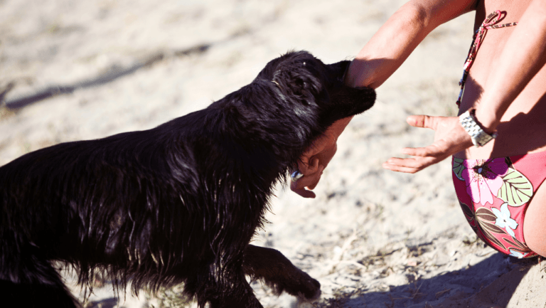 My Puppy Keeps Biting Me Aggressively: Effective Solutions 7 my puppy keeps biting me aggressively