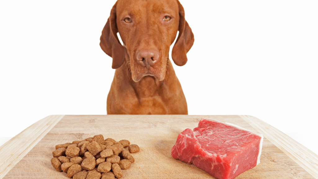 natural dog food