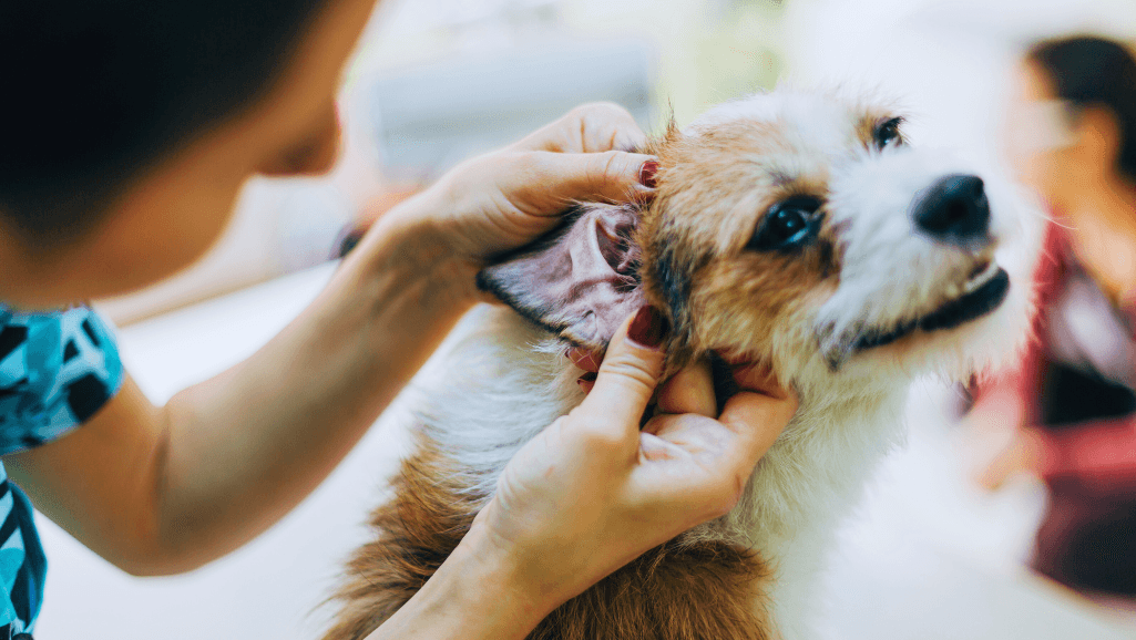 natural treatments for dog ear hematomas