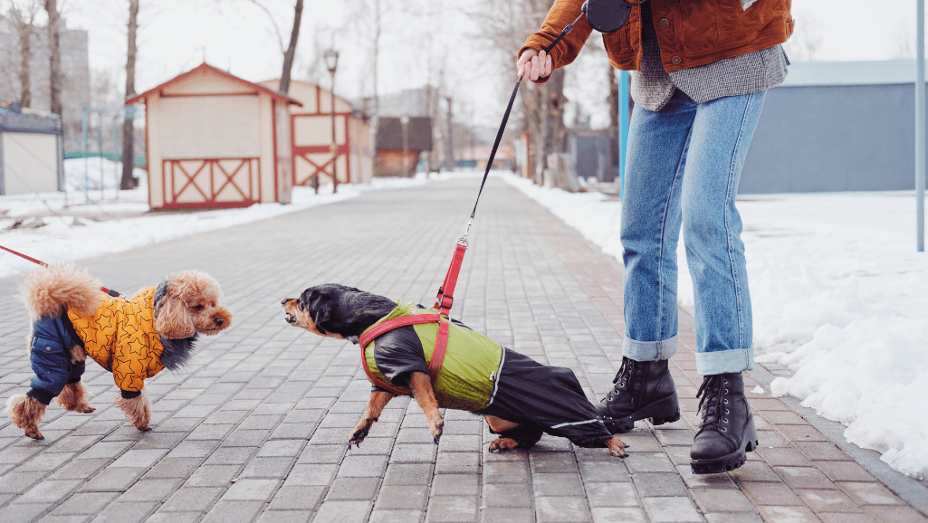 puppy aggression management techniques