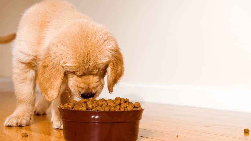 puppy food