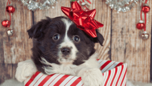 puppy gifts