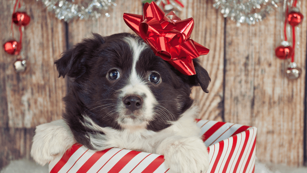 puppy gifts