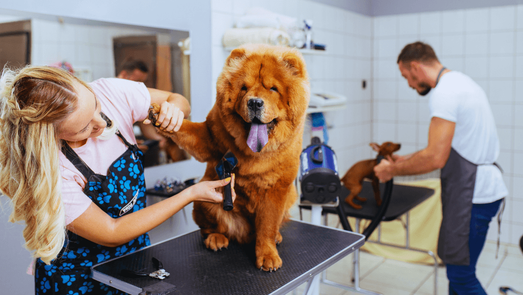 puppy grooming supplies
