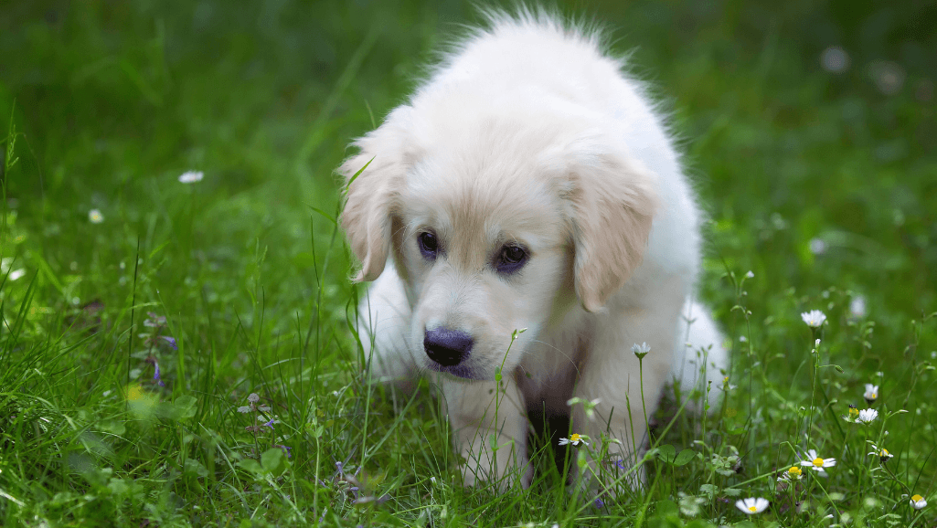 puppy potty signals