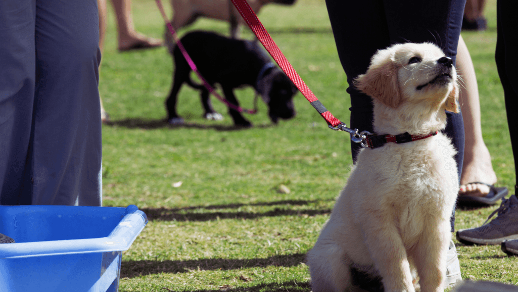 puppy potty training problems