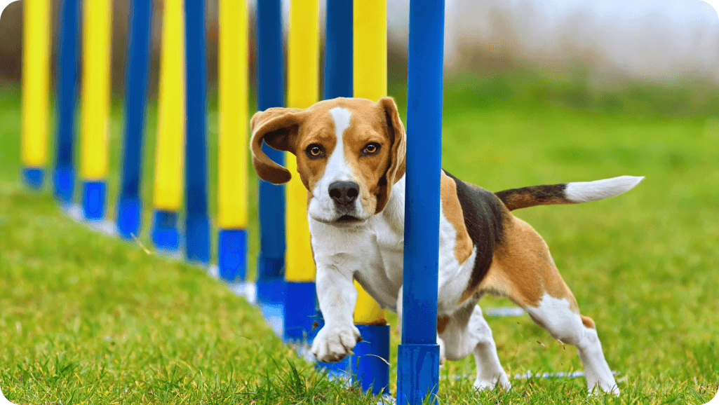 research on dog training methods