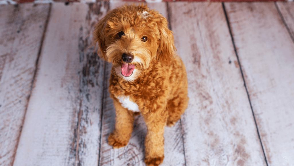 selecting hypoallergenic mini pets