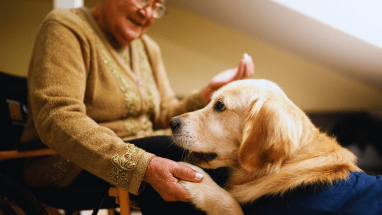 Best Senior Dog Food: Nutritional Choices for Aging Pets 8 senior dog food