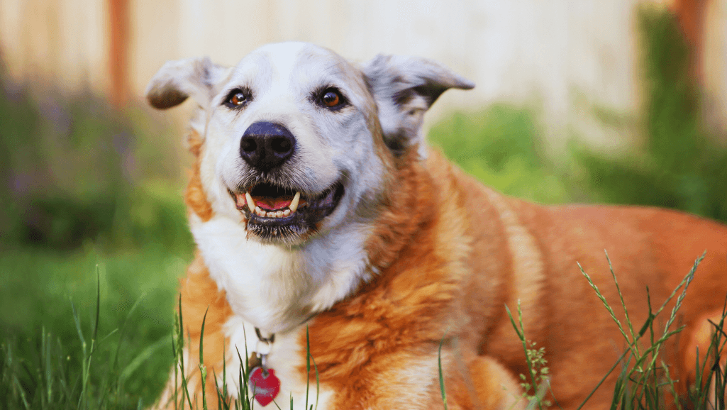 senior dog panting at night