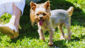 senior dog panting at night
