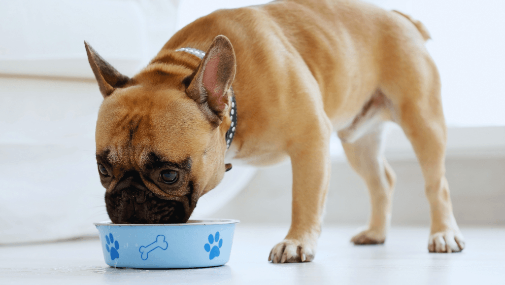 sensitive-dog-food-for-dogs-with-skin-allergies