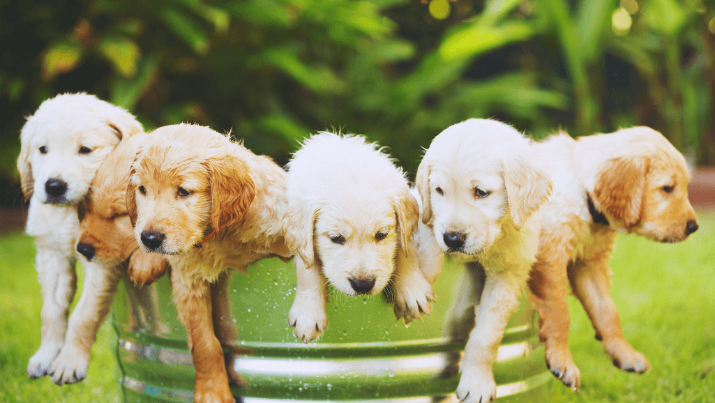 socializing puppies