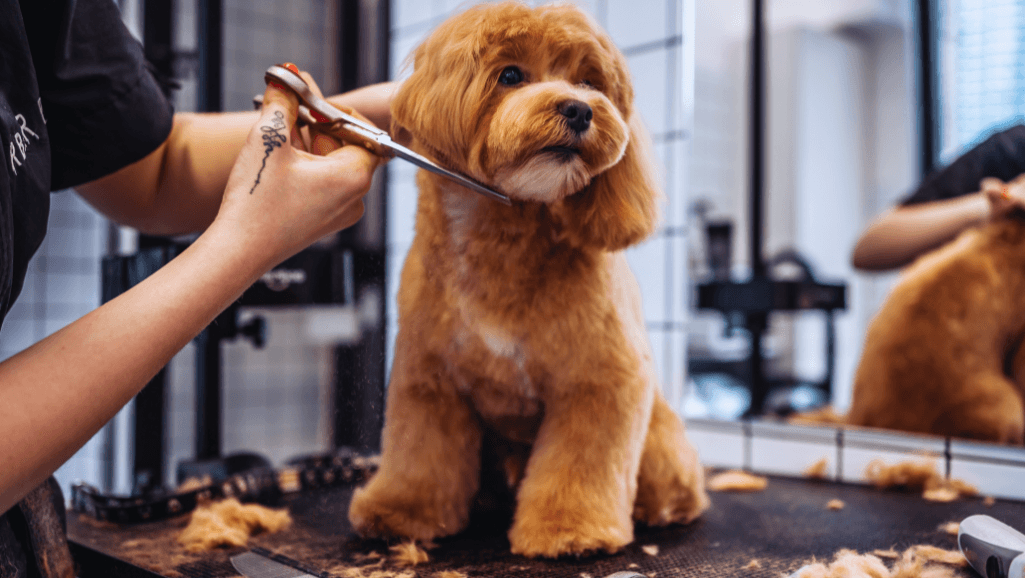 specialized breed trims and haircuts