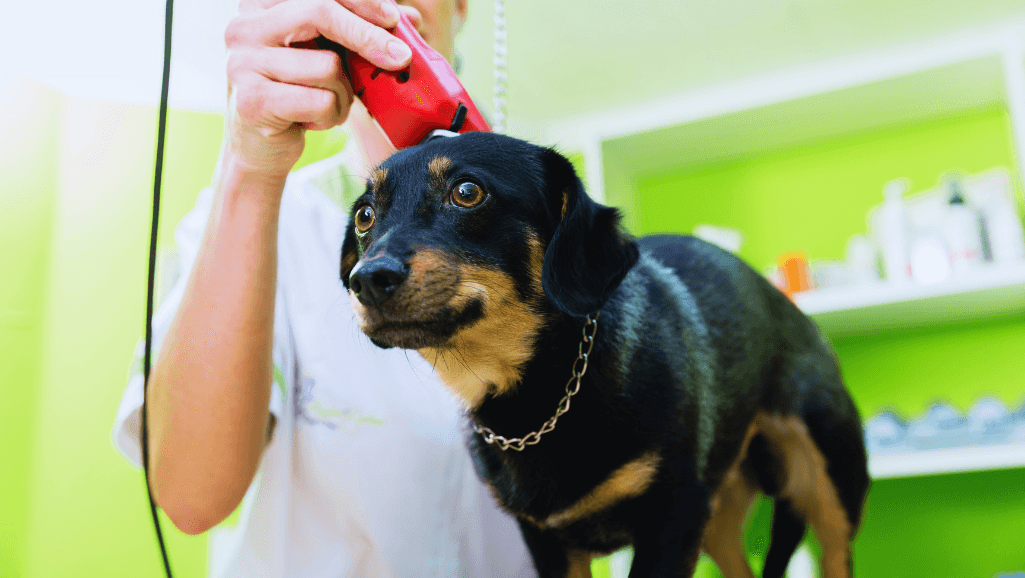 stainless steel dog grooming shears