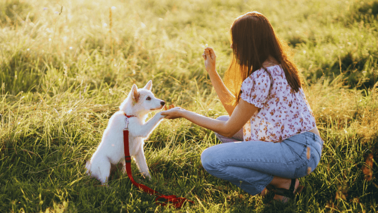 Puppy Training Timeline: When to Begin Training A Puppy 31 when to begin training a puppy