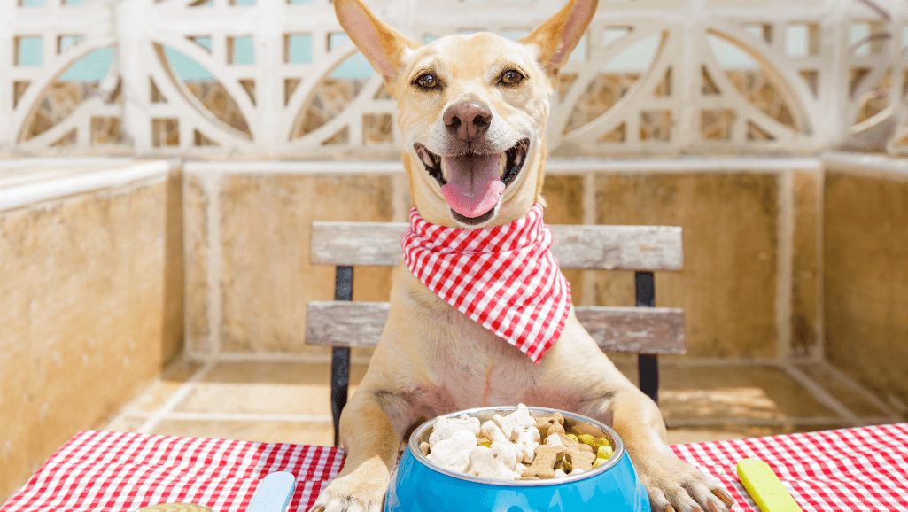 5kg dog food price