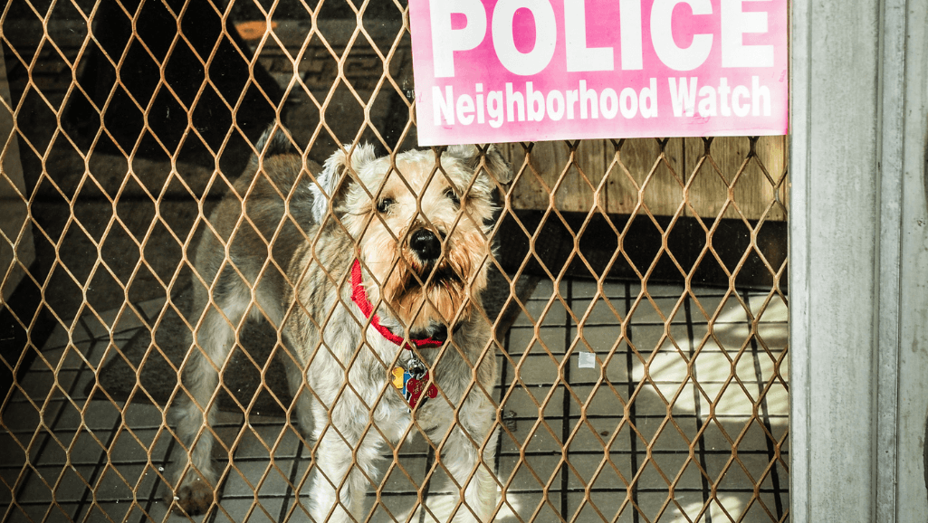 A Warning Sign for Cancer in Dogs