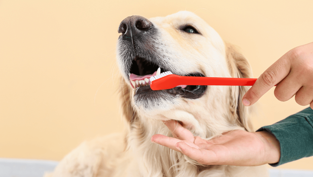 Brushing Routine