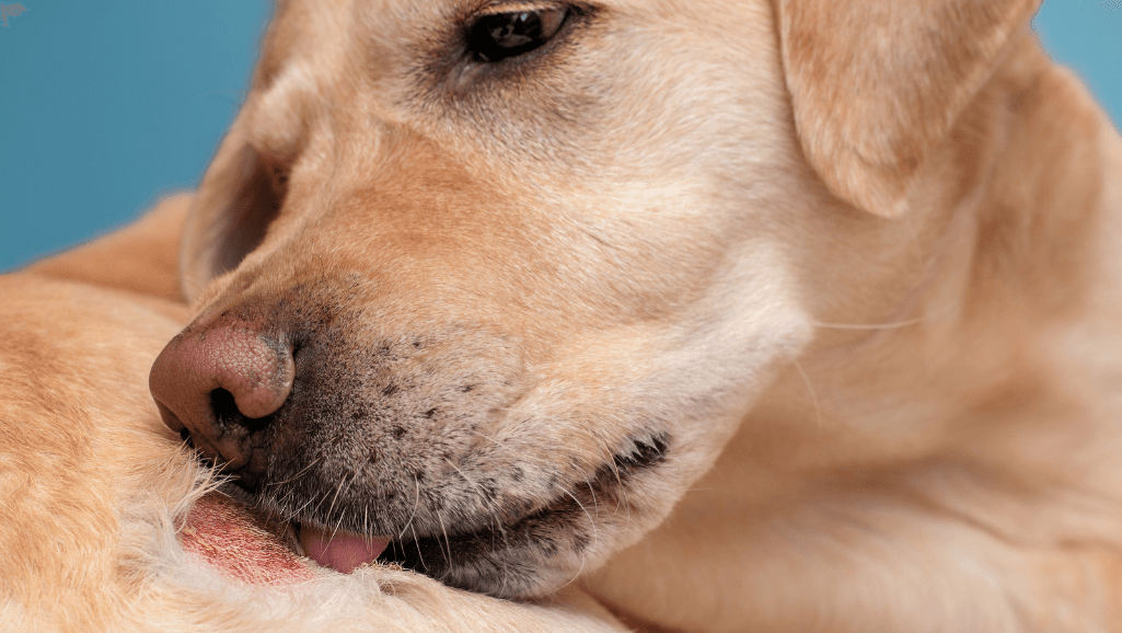 Canine Allergies Treatment