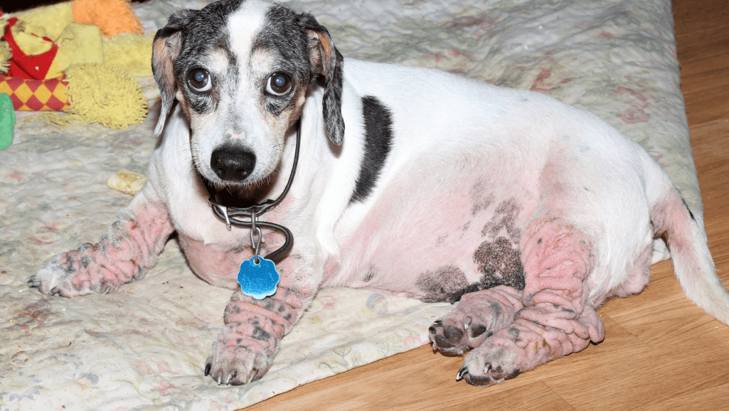 Canine Allergies at Home