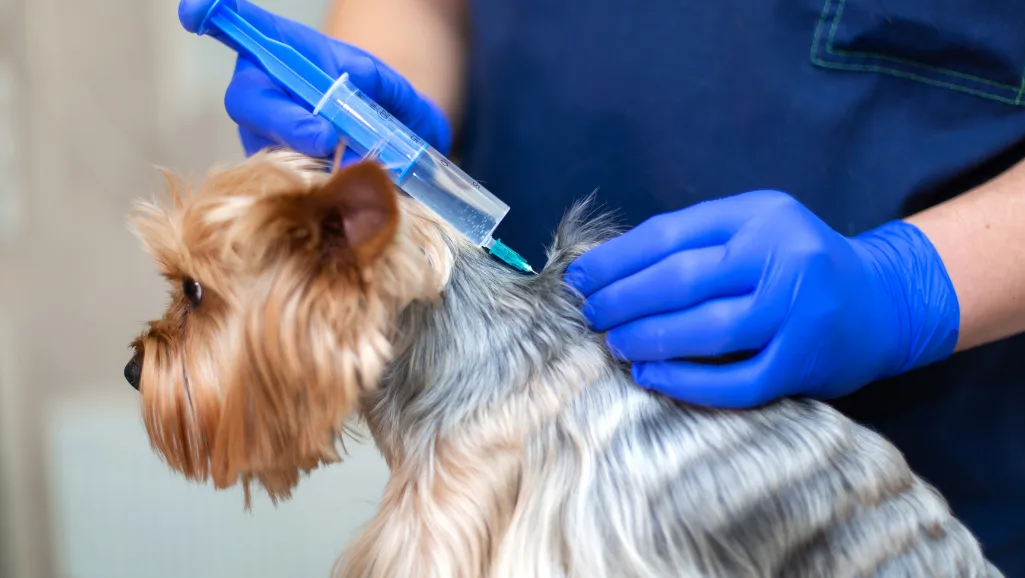 Canine Arthritis Treatment Options