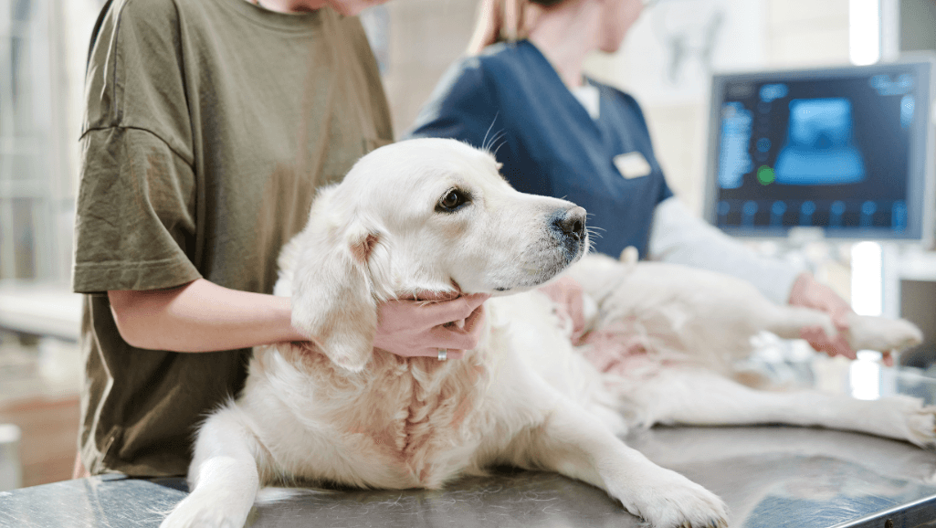 Canine Bloat Treatment
