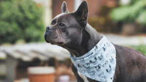 Canine Brachycephalic Syndrome