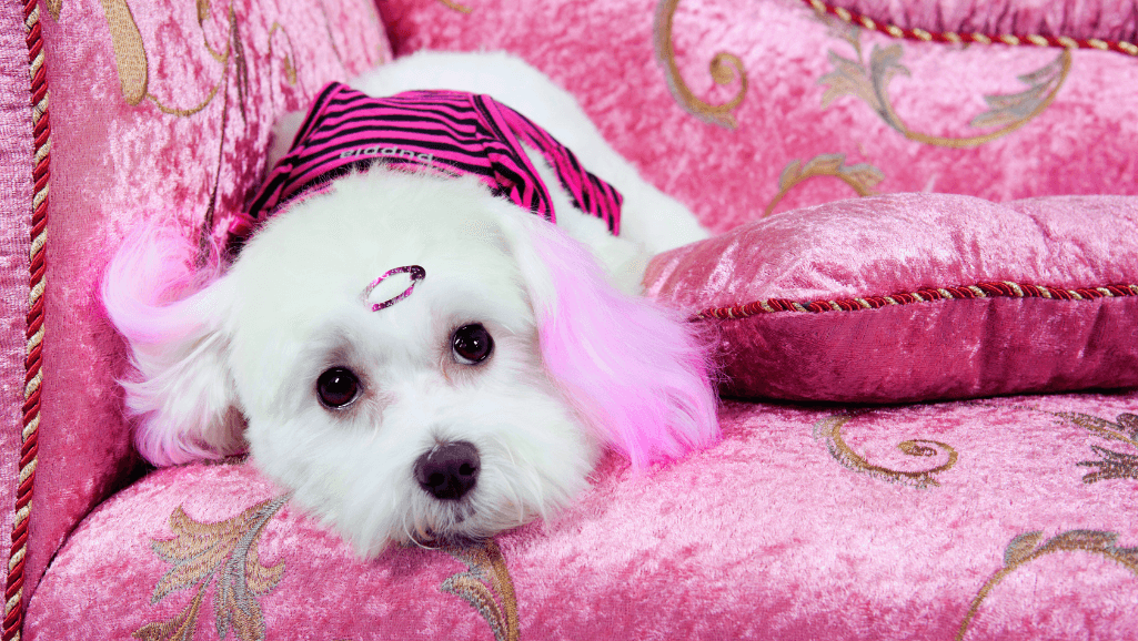 Canine Dementia Cognitive Dysfunction