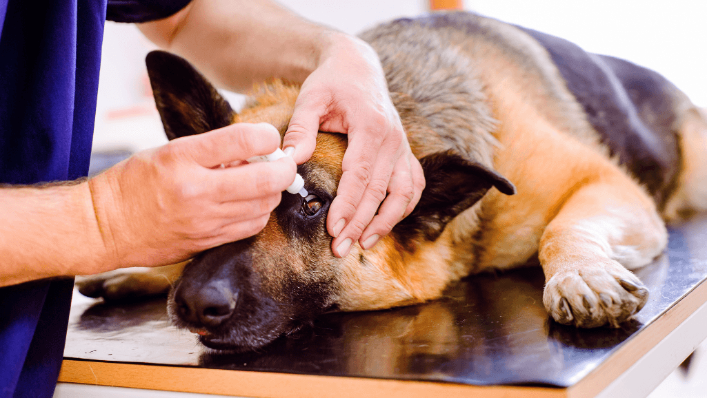 Canine Eye Drops