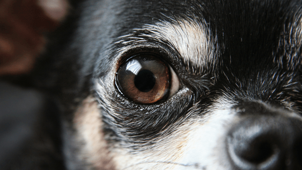 Canine Eye Protection