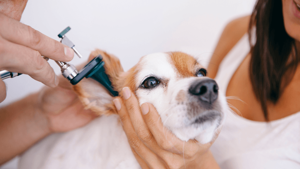 Canine Fungal Infections