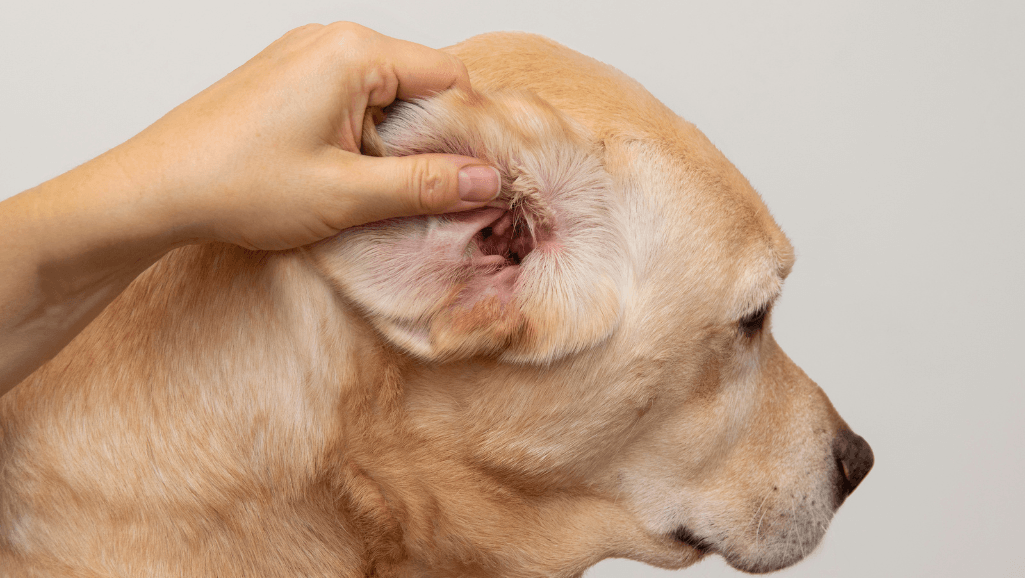 Canine Fungal Infections